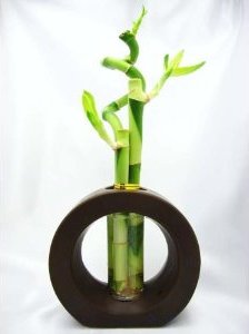 Bamboo Plant